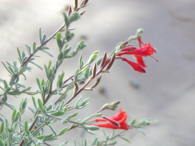 California Fuschia
