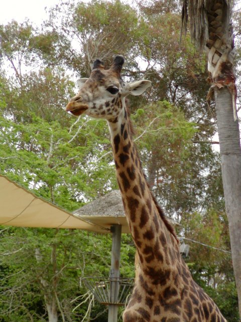 Giraffe m - Zürafa Resimleri Giraffe m