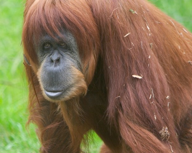 Orangutan m