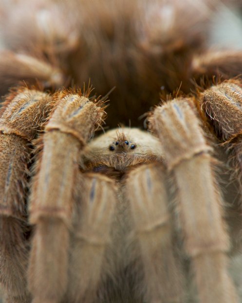 Tarantula m