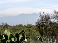 Cactus and Saddleback
