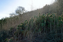 Hillside cactus