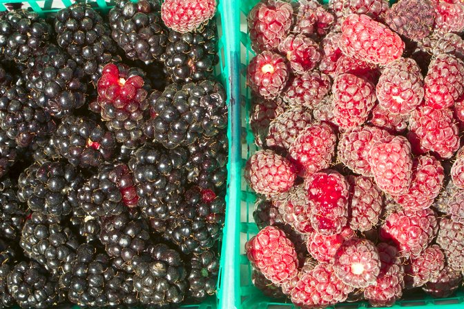 Blackberry and Loganberry Baskets