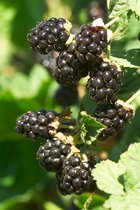 Blackberries, II