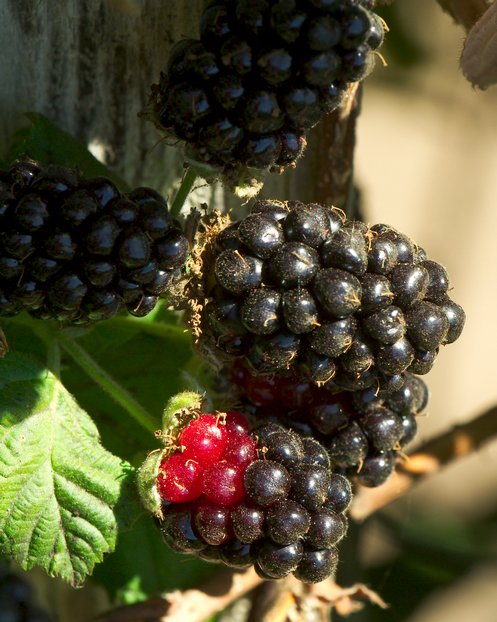 Blackberries, IV
