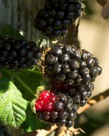 Blackberries, IV