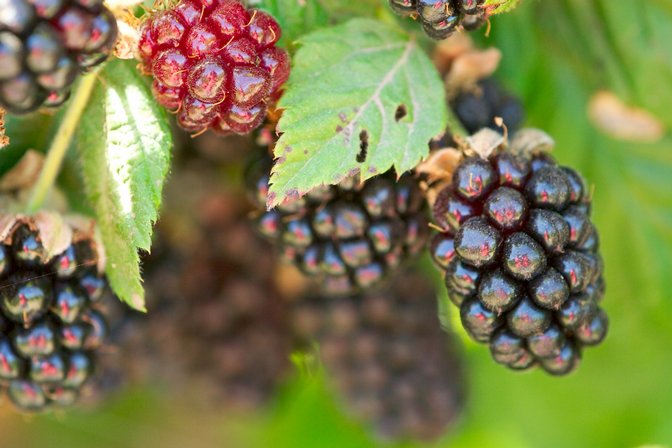 Blackberries, V