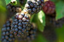 Blackberries, VI