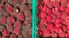Loganberries and raspberries