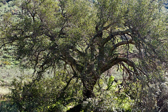 Oak tree in Black Star Canyon, Orange County, California