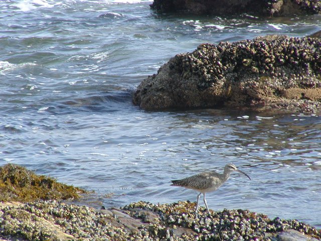 Curlew
