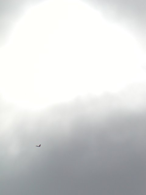 Kite