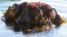 Kelp Holdfasts
