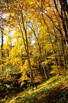 Fall Color, I