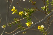 Creosote bush flowers, Mesquite Dunes, II