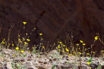 Desertgold flowers, entrance to Natural Bridge Canyon, I