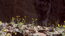 Desertgold flowers, entrance to Natural Bridge Canyon, II