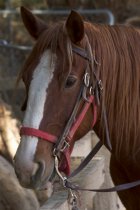 Horse at Furnace Creek Ranch