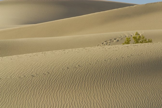 Mesquite Dunes, II