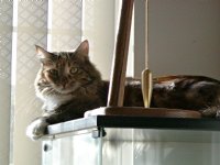 Ashley on the living room cabinet