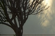 Tree and tree shadow