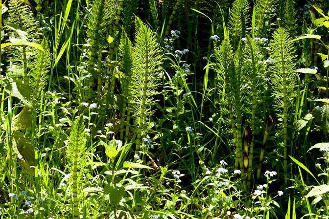 Forget-me-nots and horsetails on the Fern Creek Trail, Russian Gulch State Park, California