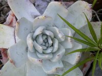 Succulent