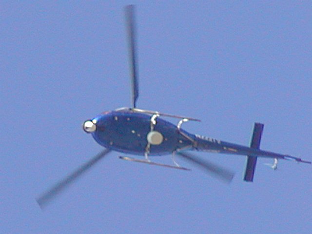 Blue belly