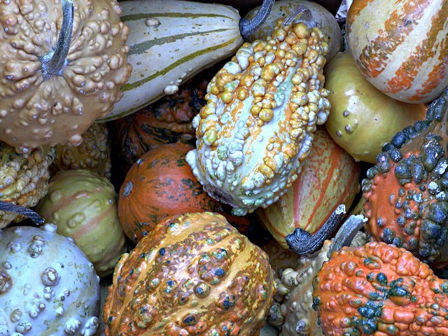 Squash