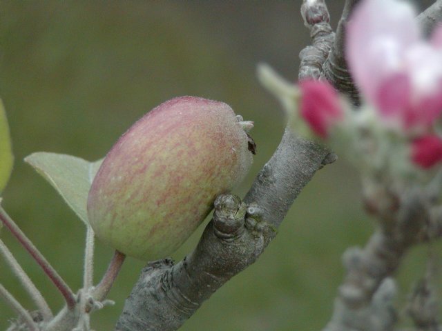 Baby apple