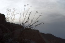Hillside silhouette