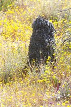 Nature Hike, I