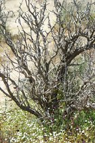 Nature Hike, III