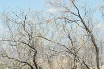 Nature Hike, V