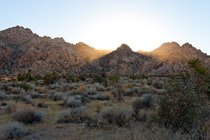 Late afternoon sun in Joshua Tree National Park, California