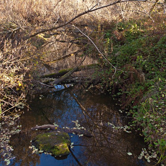 Jughandle Creek, I