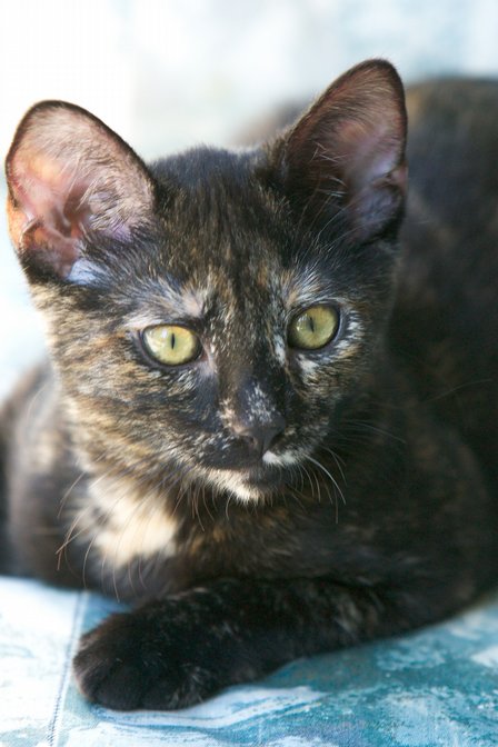 Cocoa On Futon, III