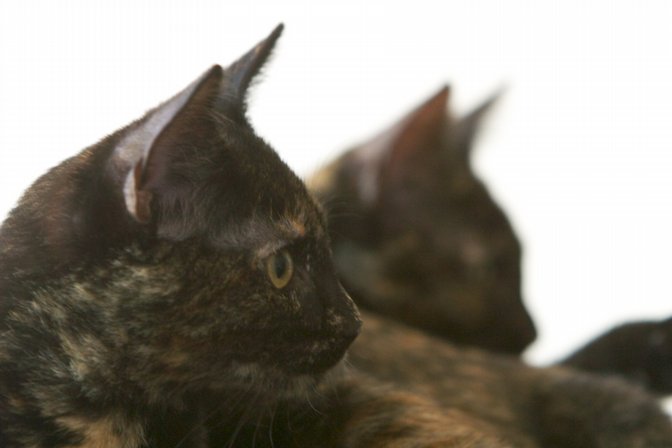 Double Profile