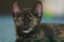 Mocha, I