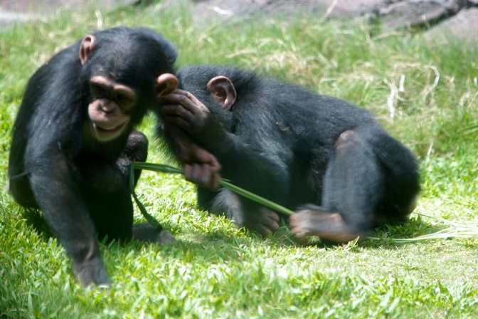 Mahale Mountain Chimpanzees
