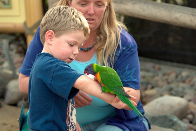Timothy with a lorikeet