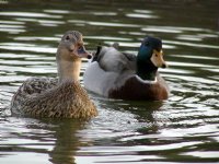 Obligatory Ducky Shot