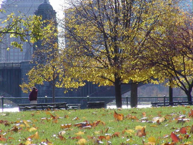 Park lawn with fallen leaves