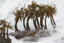 Kelp Stalks in the Surf, II