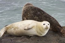 More Seals