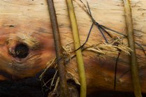 Driftwood log and kelp