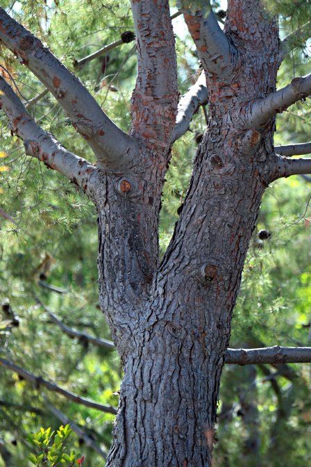Pine Trunk