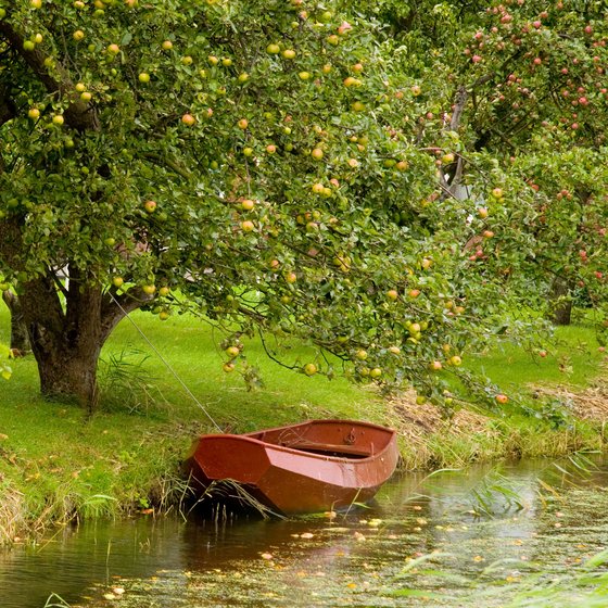 apple tree pictures. Apple Tree by the River