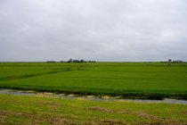 Fields Near Marken