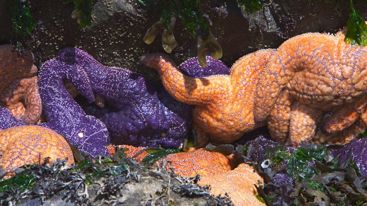 Purple and orange sea stars